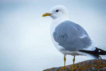 Portrait of a common gull (Larus canus)