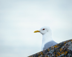 Portrait of a common gull (Larus canus)