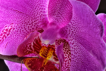 Close-up view of fuchsia orchid flower © trialartinf