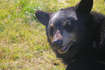 Black Bear Cub merrily grinning while enjoying a meadow – Portage, Alaska