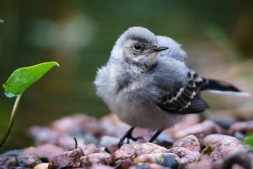 A young white wagtail standing on pebbles next to some leaves and water
