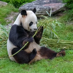  Young giant panda eating bamboo in the grass, portrait © Pascale Gueret