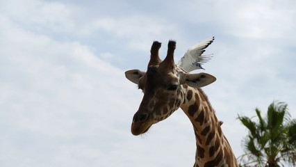 Testa di una giraffa con gabbiano in volo