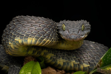 Black Bush Viper snake (Atheris squamigera) coiled to strike