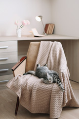 Home pet cute kitten cat close up photo. Cute Scottish straight cat llying on armchair, indoors. Cat Portrait. Cute cat shooting.