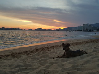 Atardecer con un perro en Acapulco