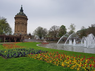 Mannheim, Germany y Tulipanes