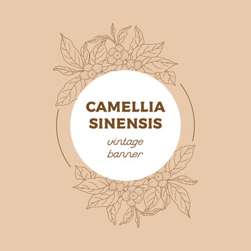 Camellia sinensis vintage banner. Cosmetic, perfumery and medical plant. Vector hand drawn illustration.