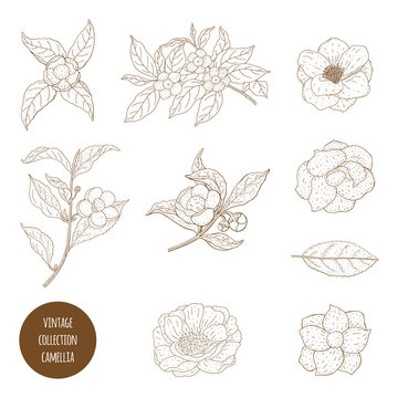 Camellia sinensis flowers and branch. Cosmetic, perfumery and medical plant. Vector vintage hand drawn illustration.