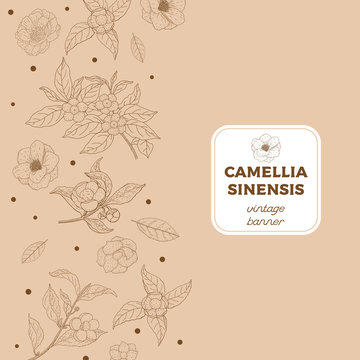 Camellia sinensis vintage banner. Cosmetic, perfumery and medical plant. Vector hand drawn illustration.