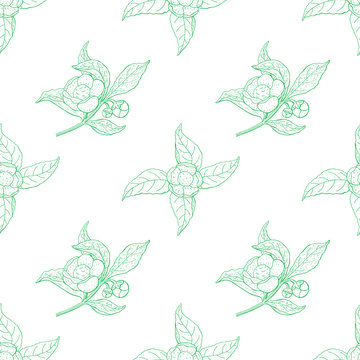 Camellia sinensis vintage seamless pattern. Cosmetic, perfumery and medical plant. Vector botany background.