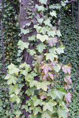 Green Ivy Plant Climbing Tree 