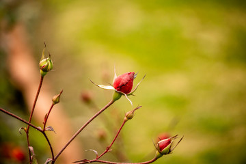 Rose buds with blurred background