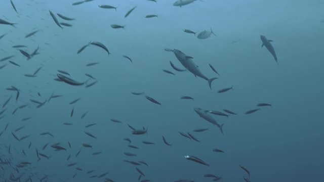 School of tuna swim inside schooling sardines, Red Sea