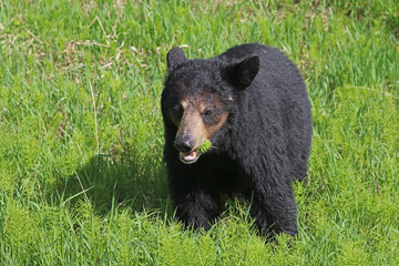 Black bear cub eating spring grass - British Columbia, Canada