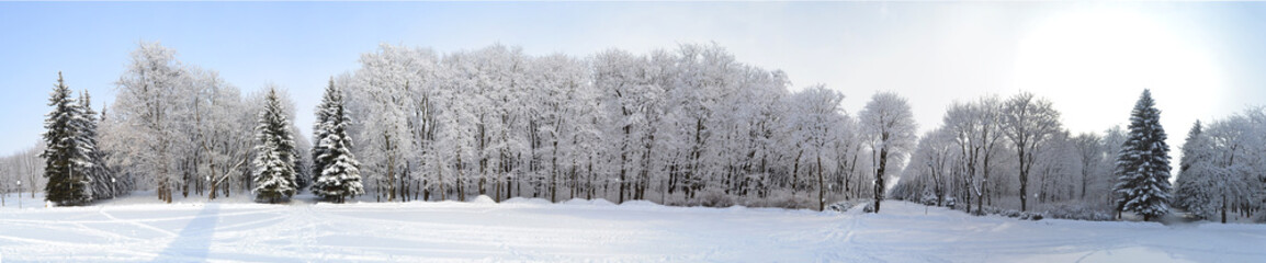 Park in winter the trees are all in the snow