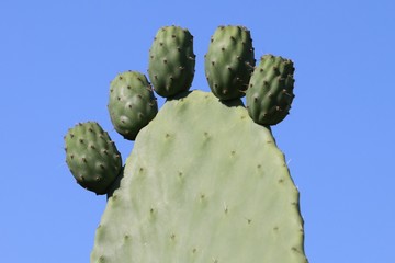 Cactus on the sky background
