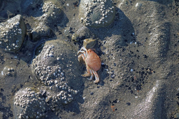 Juvenile Dungeness Crab at Low Tide on Bishops Beach - Homer Alaska