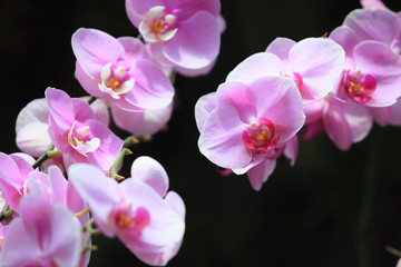 Naklejka na ściany i meble Fresh Light Pink Color Orchid Flowers on back background in Greenhouse Plantation. Flower Cultivation for Floral Arrangement, Backdrop, Natural Park, Agriculture, Gardening, Garden Decoration concept.