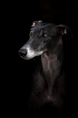 Lowkey Portrait schwarzer Greyhound