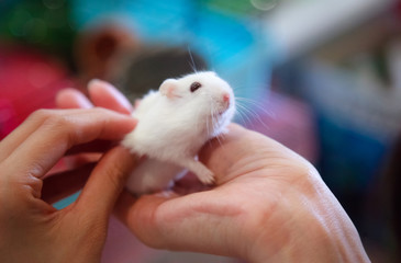 Selective Focused Cute Little Exotic Female Winter White Dwarf Hamster stands on owner hand. Winter White Hamster is known as Winter White Dwarf. Domestic Pet Raising, Healthcare, Human friend concept