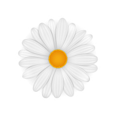 Chamomile. Vector realistic flower isolated on white background.