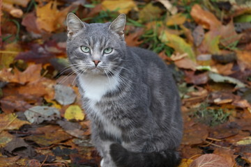 Naklejka na ściany i meble cat in the autumn forest