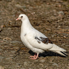 White dove on a spring street.