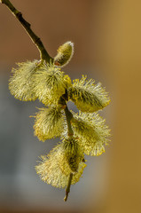 Blooming fluffy willow twig in early spring.