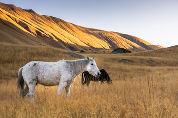 Grey / white semi feral horse grazing in the field at sunrise in the mountain region of Juta, Kazbegi, Georgia.