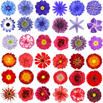 Big Collection of Red, Purple and Blue Wild Flowers Isolated on White