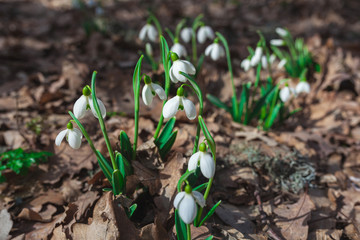 Snowdrops grow in the forest. Beautiful first spring flowers.