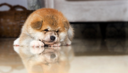 puppy lie on the floor and looks with reflection, a breed of Japanese akita