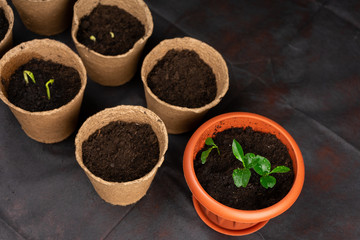 Seedlings in pots on the table. Background image. Copy space.