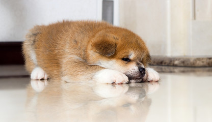 puppy lie on the floor and looks with reflection
