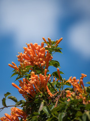 Nice orange flowers of a bush  in a sunny day