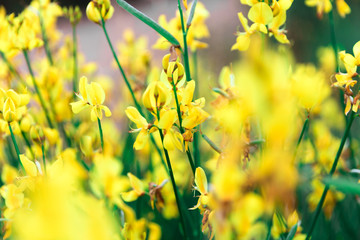 yellow flowers