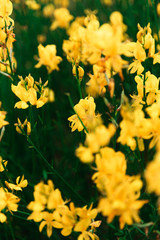 yellow flowers