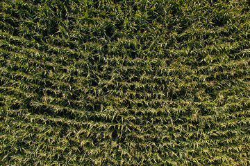 farm field, view from above