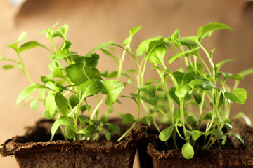 Green sprouts in a pot on a light brown background