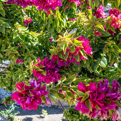 purple flowers in the garden