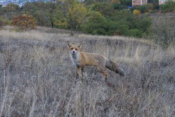 The fox sneaks for prey and saw the photographer