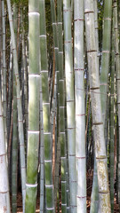 Arashiyama Bamboo Forest. Pathways surrounded by Bamboo. Kyoto - Japan