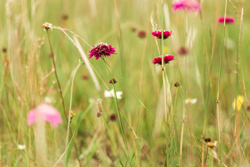 field of flowers