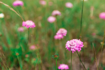 flowers in the garden