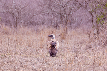 White-backed Vulture (Gyps africanus) sitting on the ground, taken in South Africa
