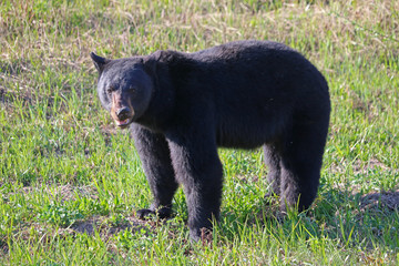 Black Bear Eating Spring Grass - Canada