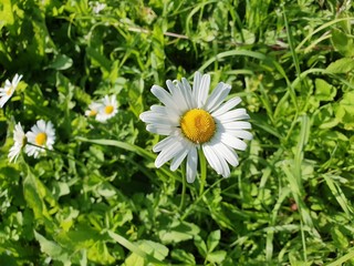 daisy in the grass
