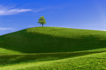 Hügellandschaft mit Baum