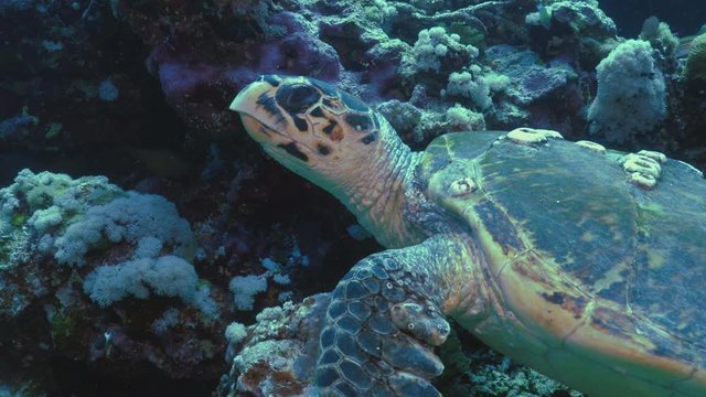 Hawskbill Sea Turtle rests in Coral reef, Red Sea